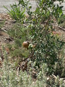 Lavido Pomegranate Serum